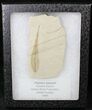 Fossil Poplar Leaf - Green River Formation #20212-1